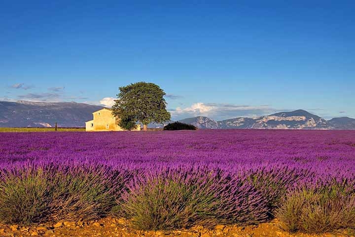 2-  Campos de lavand- a da Provença, França - São vastas plantações de lavanda conhecidas por suas deslumbrantes paisagens roxas e aroma característico Reprodução: Flipar