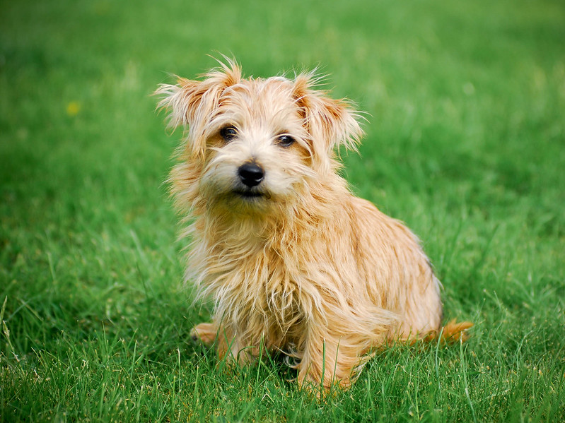 Norfolk Terrier é um cão alegre e divertido. Foto: mortsandsports/Flickr