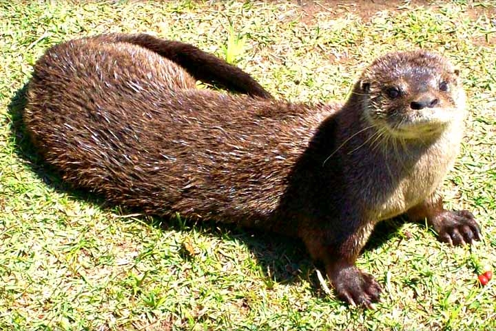 A espécie é territorial e marca as margens dos rios com secreções odoríferas, deixando claro aos rivais os limites de seu espaço. Reprodução: Flipar