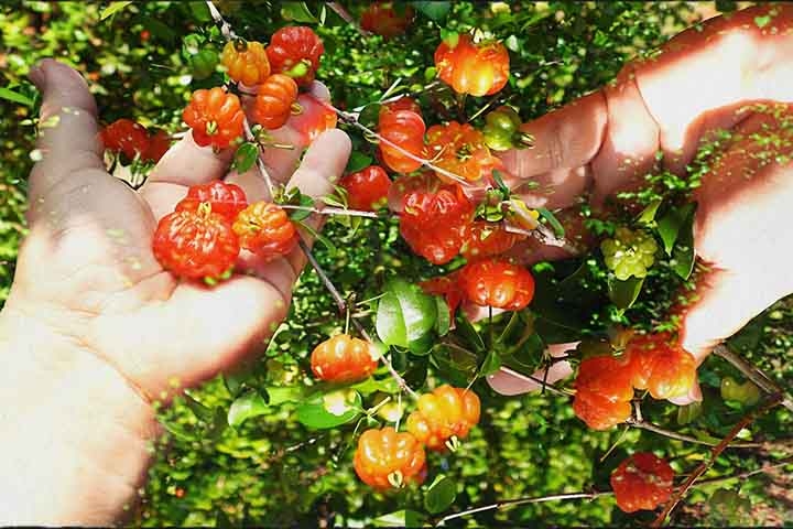 Em resumo, a pitanga é uma fruta tropical não apenas apreciada por seu sabor único, mas também por seus benefícios nutricionais e potencial para promover a saúde. Seu uso em diversas receitas e sua rica composição de vitaminas e antioxidantes fazem dela um componente valioso para uma dieta equilibrada e saudável. Reprodução: Flipar