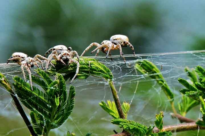 Diferentemente da maioria das aranhas, que são solitárias e até canibais, a Stegodyphus dumicola vive em colônias compostas por dezenas até centenas de indivíduos.  Reprodução: Flipar