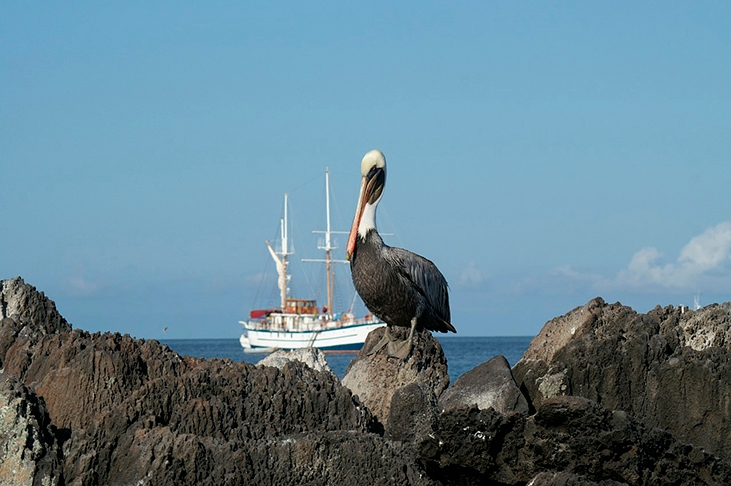 As Ilhas Galápagos são o habitat de várias espécies endêmicas (que só existem em determinada região). Veja algumas que encantam pesquisadores, moradores e visitantes. 