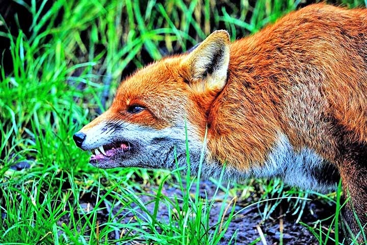 Raposa - Encontrada em diversos habitats pelo mundo, incluindo florestas, desertos e áreas urbanas.  Reprodução: Flipar