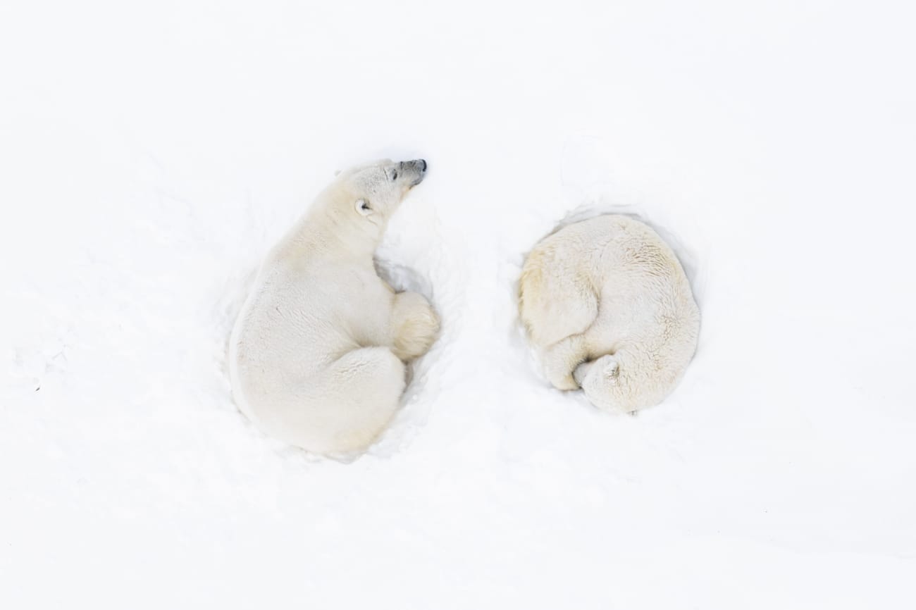 À medida que o sol se punha na encosta da montanha, um urso polar macho e uma fêmea deitaram-se juntos, tendo acabado de completar o seu ritual de cortejo. Nesse momento de ternura e intimidade, logo adormeceram, exaustos, mas contentes na companhia um do outro. Florian Ledoux