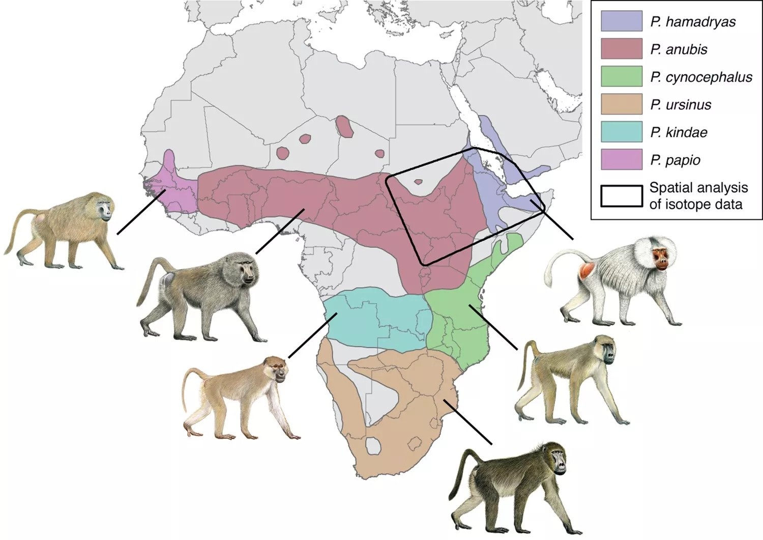 Em 2020, um primatólogo usou moléculas dos dentes de um babuíno mumificado para descobrir sua dieta no início da vida. Algo que indica as regiões atuais da Somália, Eritreia e Etiópia, e os babuínos da análise vieram do Império Novo, entre 1550 a.C a 1070 a.C., sendo a primeira pista de Punte. Reprodução: Flipar