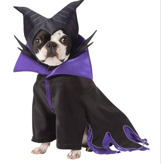 Halloween: 10 tutores e seus pets com fantasias combinando