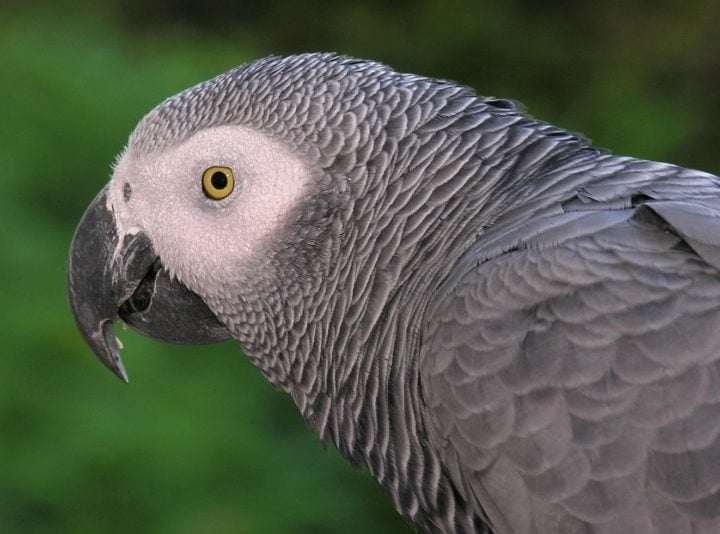 Papagaio-cinzento: Nativo da África abaixo do Saara, está ameaçado de extinção. Mede cerca de 33 cm e tem expectativa de 40 a 60 anos em cativeiro, mas, quando solto, vive em média 23 anos.   Reprodução: Flipar