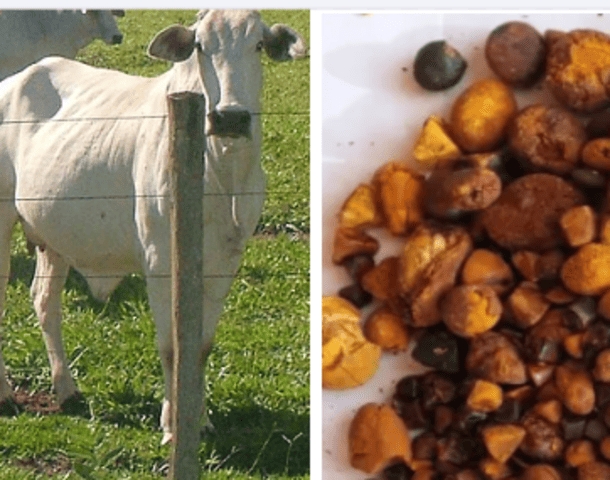 Além de carne e leite, o gado pode fornecer um produto que tem altíssimo valor de mercado: a pedra que surge na vesícula dos bois. Reprodução: Flipar