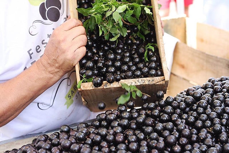 Nativa da Mata Atlântica, a jabuticaba é considerada uma joia nacional. Objeto de inúmeras pesquisas, a fruta é constantemente associada à prevenção de doenças crônicas não transmissíveis (DCNT). Reprodução: Flipar