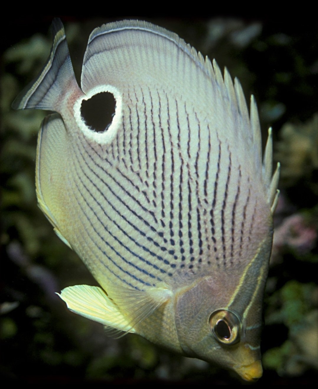 Já o peixe-borboleta (Chaetodon auriga) possui uma crista óssea na cabeça, que pode ser usada para defesa ou para intimidar predadores. ) Esse peixe tropical vive nos recifes de coral do Indo-Pacífico,  em águas rasas, onde se alimenta de pequenos invertebrados. Pode viver entre 5 e 7 anos.
 Reprodução: Flipar