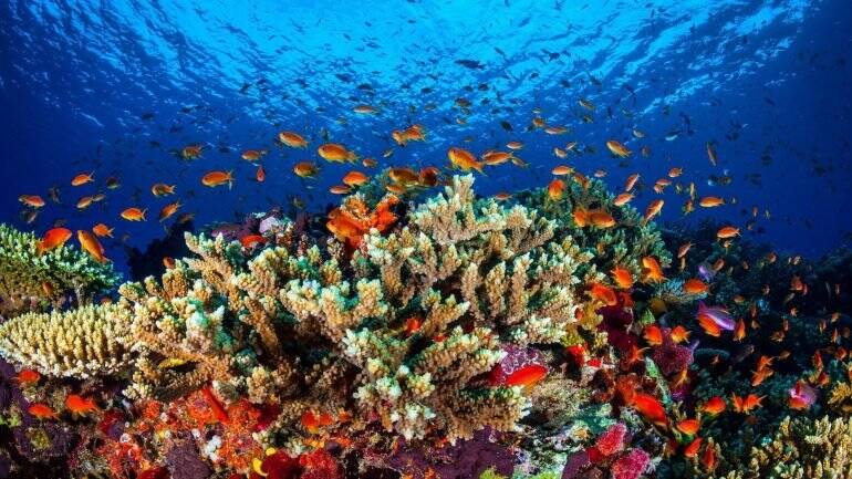Grande Barreira de Corais abriga 1,5 mil espécies de peixes. Foto: Reprodução/Biólogo