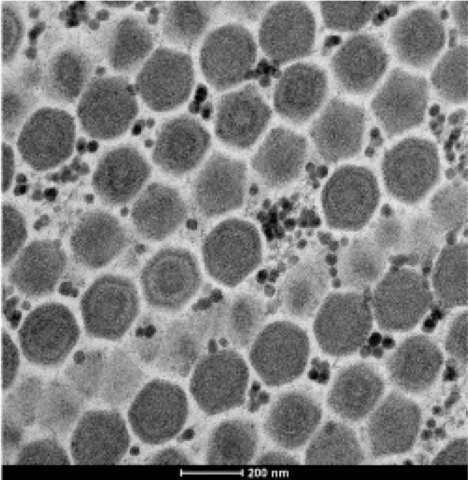 Pacmanvirus lupus: Este vírus tem alguma relação distante com os vírus africanos que causam febre suína. É o terceiro membro dessa família a ser descoberto.