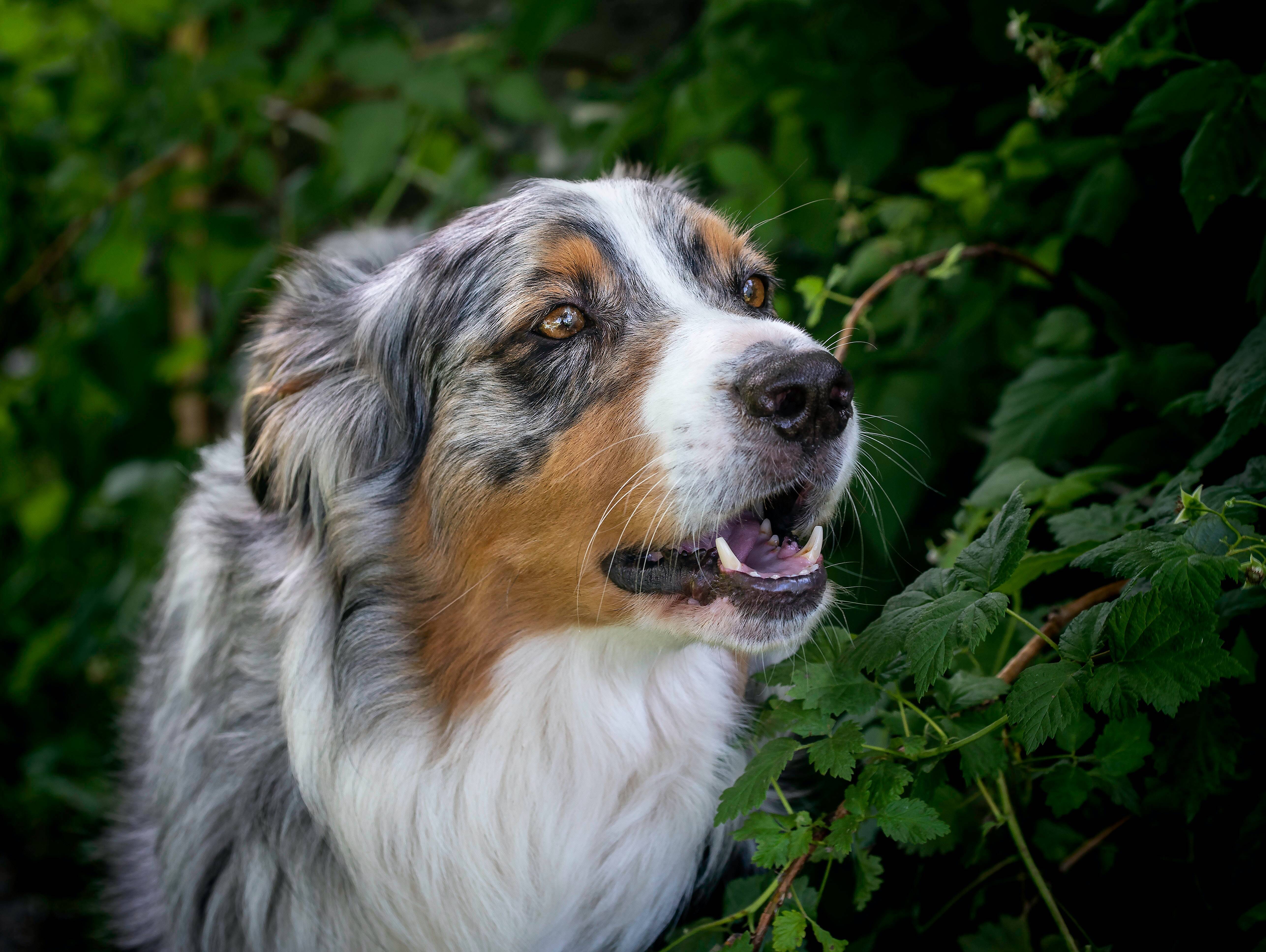 Apesar do nome, a raça não é australiana, mas sim descendente de europeus e oficializada como raça norte-americana . Foto: Tomas Dolezal/Unsplash