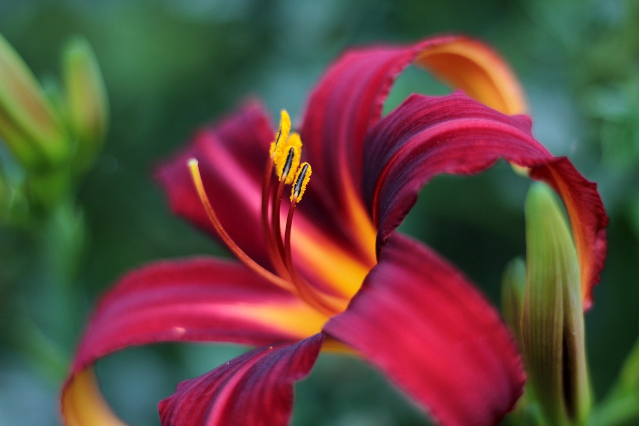 Hemerocallis spp., conhecida como hemerocallis vermelha, tem origem na Ásia, particularmente na China e Japão. Cultivada em jardins ao redor do mundo, incluindo Brasil e EUA, suas flores efêmeras desabrocham no verão, oferecendo uma beleza intensa e passageira.
 Reprodução: Flipar