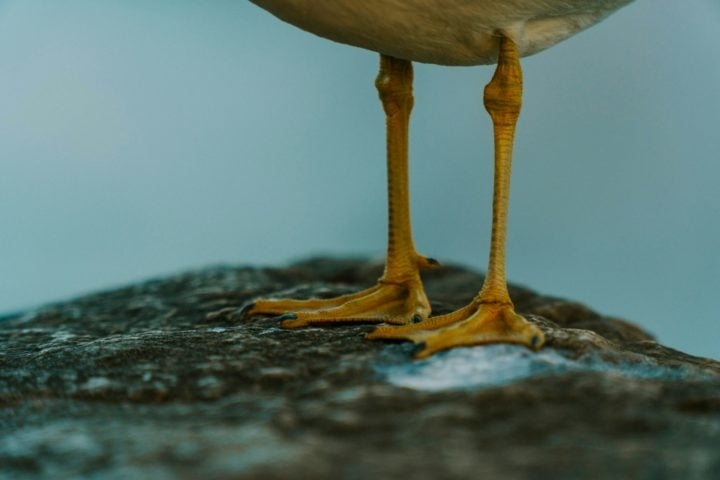 Muitas espécies têm patas palmadas, o que ajuda na habilidade de natação. A plumagem varia de acordo com a espécie e idade, mas geralmente tem tons de branco, cinza e preto. Reprodução: Flipar