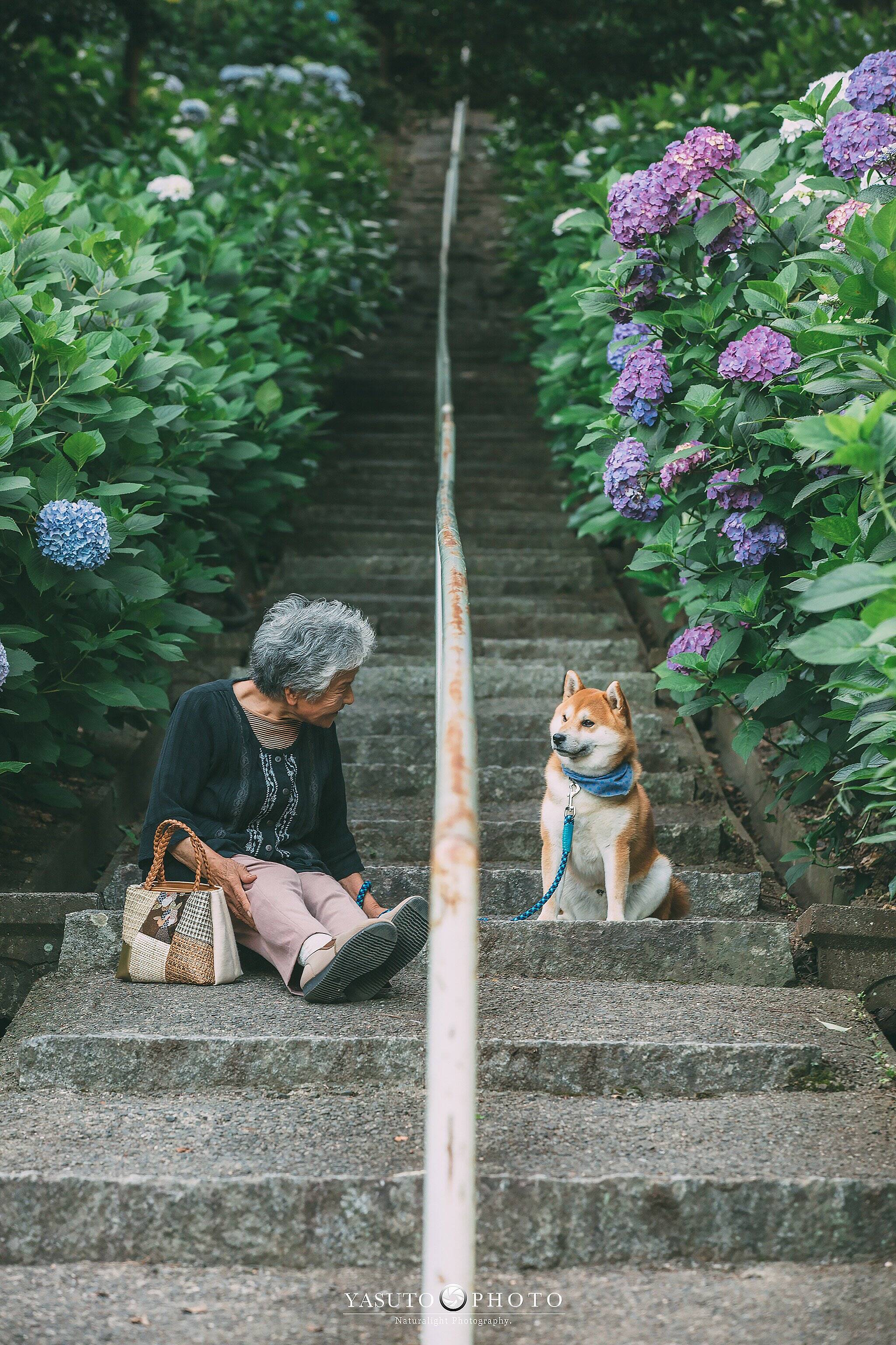 Relação de idosa com cachorro da raça shiba inu é única . Foto: Reprodução Twitter/ Yasuto Photo
