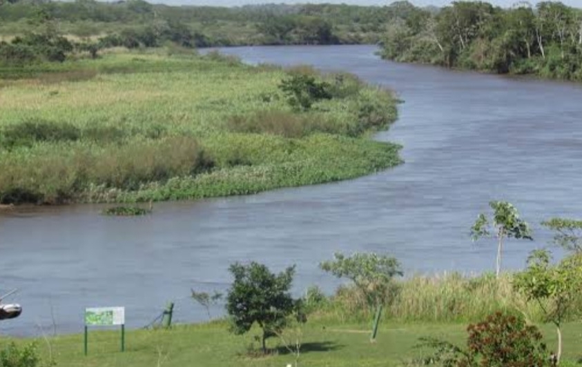 Os animais foram levados para a Fazenda Green Farm em Itaquiraí, instituição parceira do Centro de Reabilitação de Animais Silvestres (Cras) -  do governo do estado - para tratamento veterinário. Reprodução: Flipar