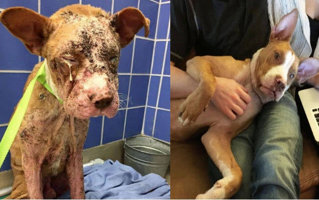 O antes e depois dos animais adotados é surpreendente . Foto: Reprodução