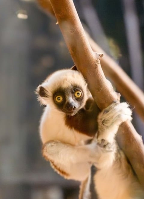 De acordo com o zoológico, nos últimos 30 anos, cerca de 80% dos animais da espécie morreram por causa do desmatamento. Reprodução: Flipar