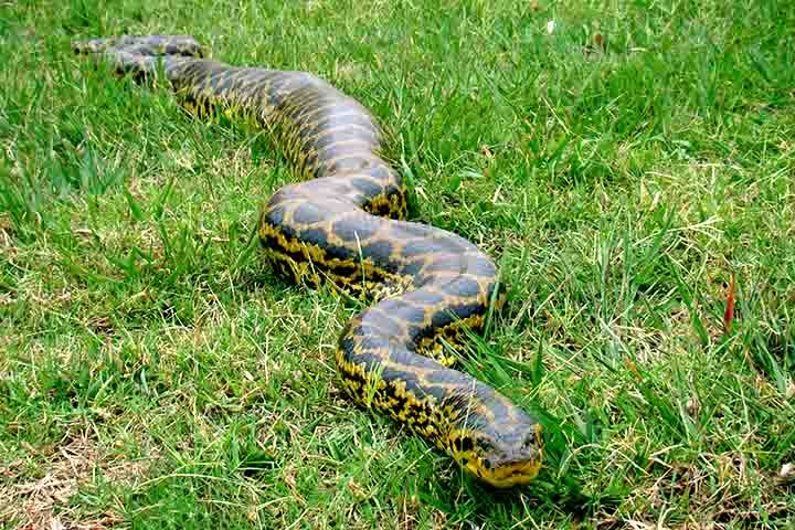 Para efeito de comparação, hoje as maiores serpentes que existem são a sucuri-verde e a píton-reticulada, que podem atingir até 7 ou 8 metros de comprimento. Reprodução: Flipar
