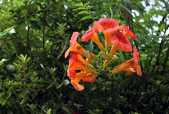 A trombeta-chinesa oferece flores grandes e tubulares, que acumulam néctar em abundância. Sua cor laranja intensa atrai os beija-flores, que se alimentam com facilidade.
 Reprodução: Flipar