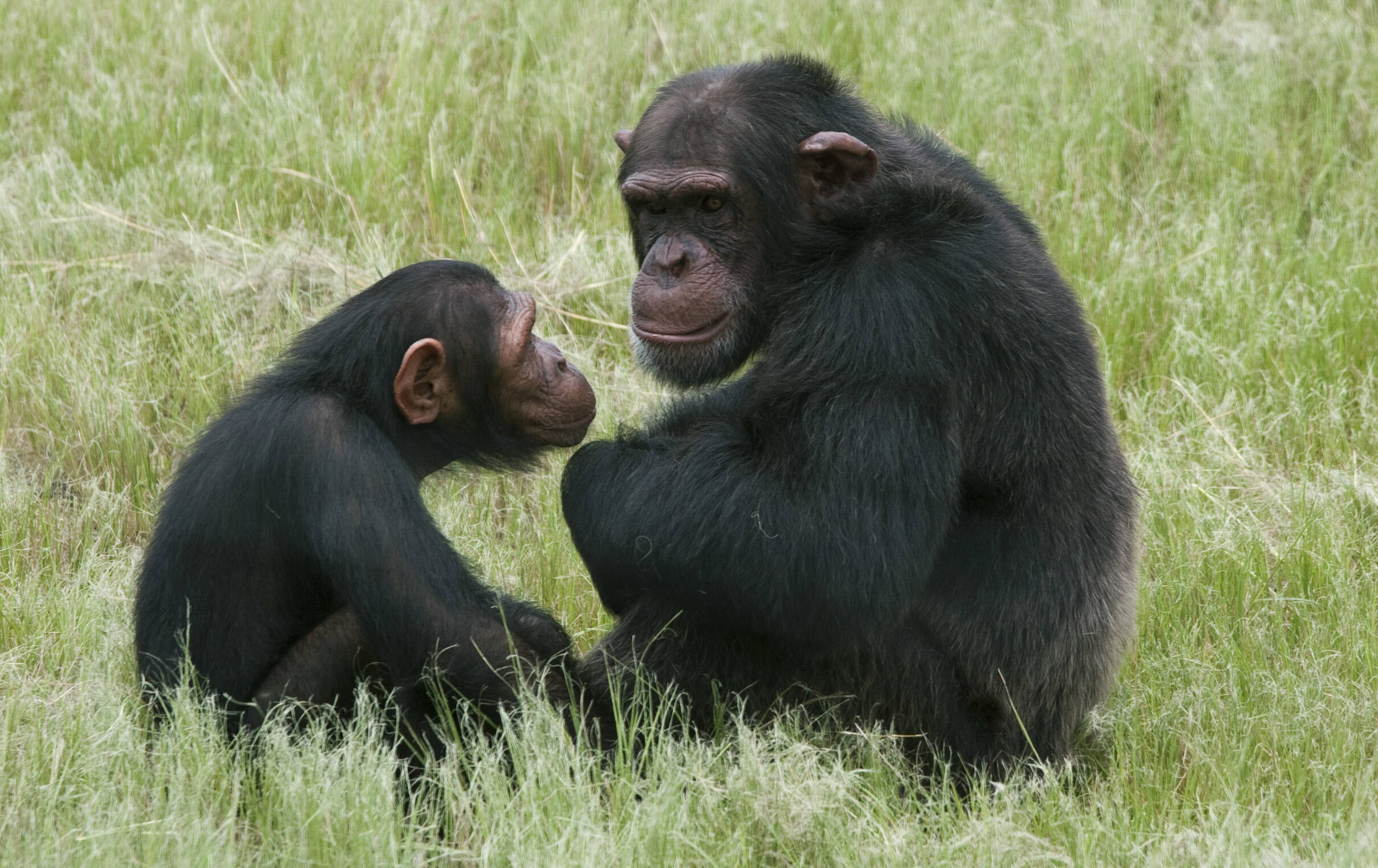 Chimpanzés em centro de reabilitação de primatas na África do Sul: animais com o mesmo padrão de felicidade de humanos AP