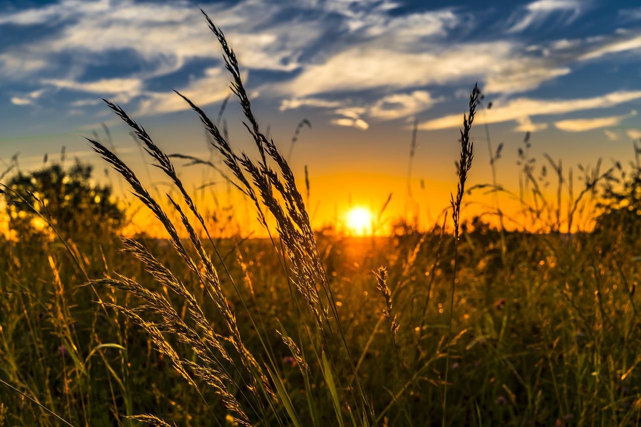 No entanto, o clima quente do país dificultou o cultivo do cereal, o que fez com que a produção fosse limitada, com as primeiras plantações comerciais acontecendo somente no século XIX, especialmente no Rio Grande do Sul. Reprodução: Flipar