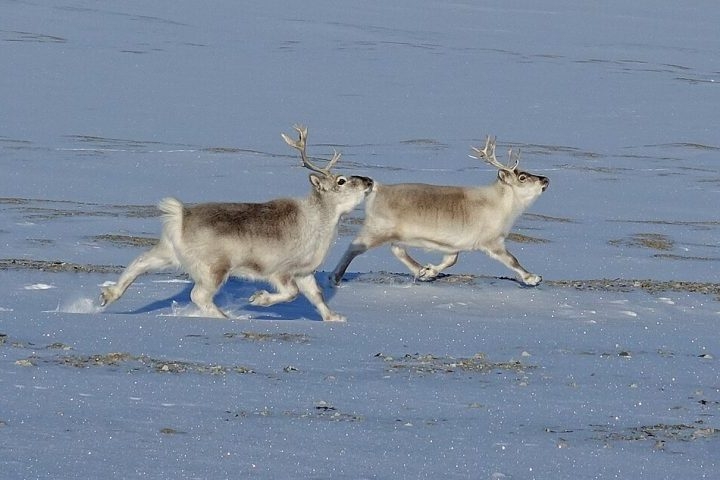 O lugar é conhecido por suas paisagens glaciais, presença de animais como ursos-polares, renas e morsas, e estações de pesquisa.  Reprodução: Flipar