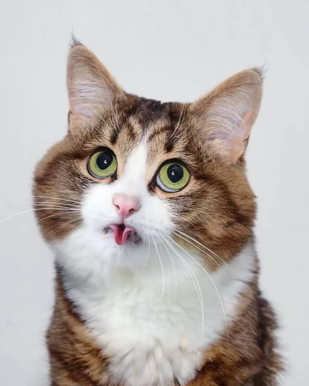 Rexie mostra língua. Foto: Reprodução Instagram @viralizou| @rexiecat