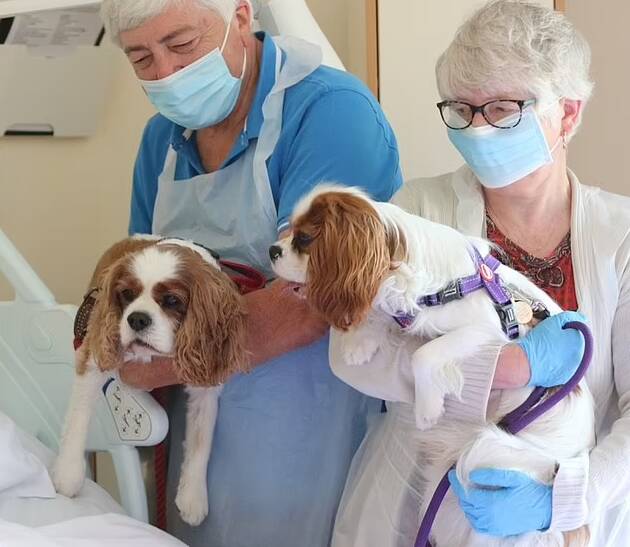 Equipe do hospital com Monty e Rowley, os Cavalier King Charles Spaniels de Jan. Foto: Hospice of the Good Shepherd/MEN