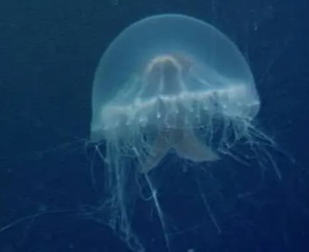 Essa água viva  habita uma formação vulcânica chamada de Caldeira Sumisu, nas Ilhas Ogasawara, cerca de 460 km ao sul da capital Tóquio. A espécie recebeu o nome de medusa da cruz de São Jorge em referência ao seu formato. Reprodução: Flipar