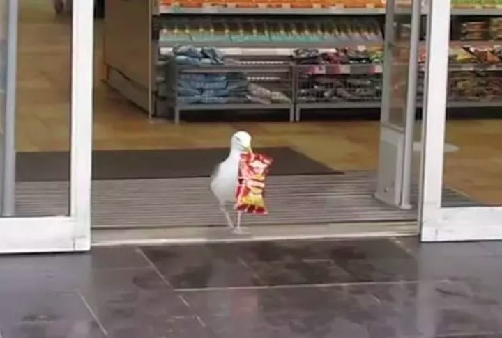 As imagens mostravam a ave entrando no supermercado, pegando um pacote de batatas fritas e saindo como se nada tivesse acontecido.  Reprodução: Flipar