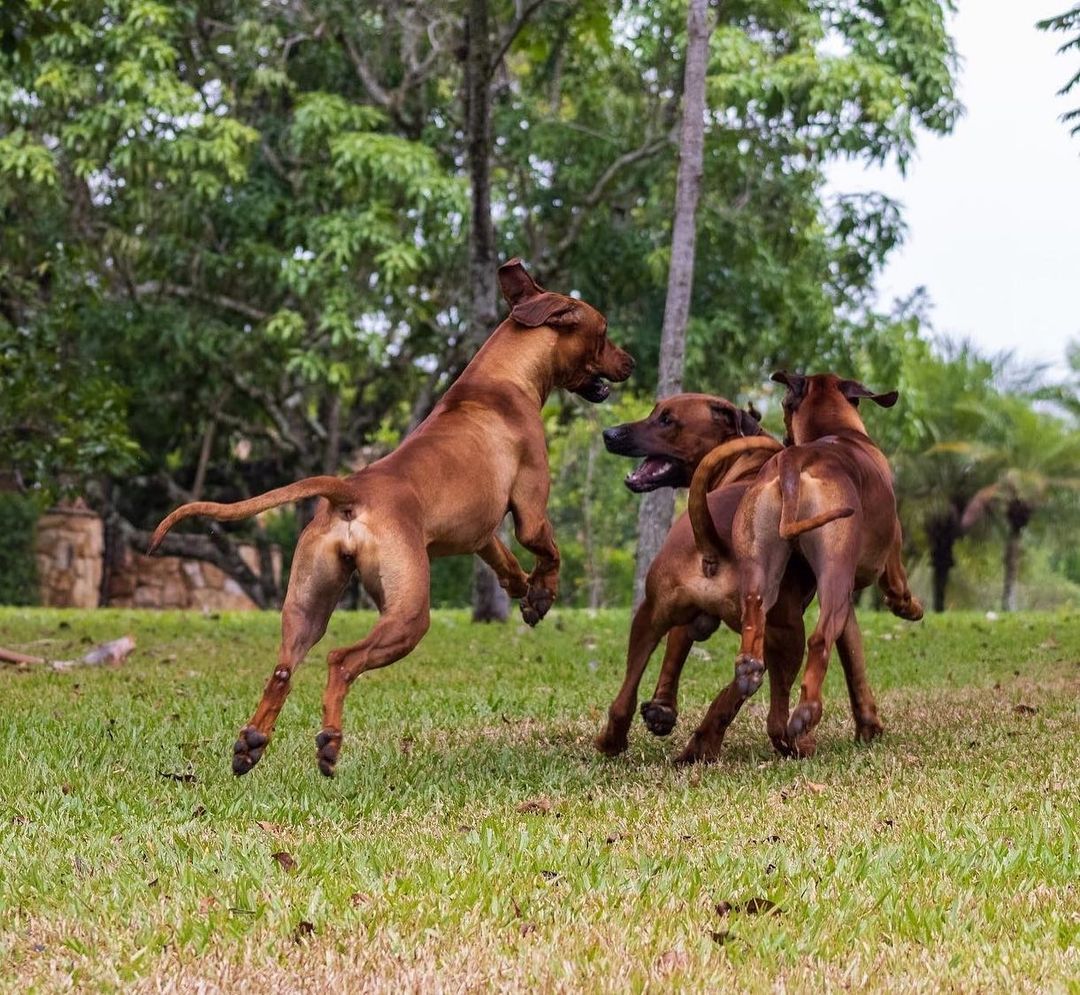 Cães da raça Rhodesian Ridgeback da criação de Ana Hickmann. Foto: Reprodução/Instagram