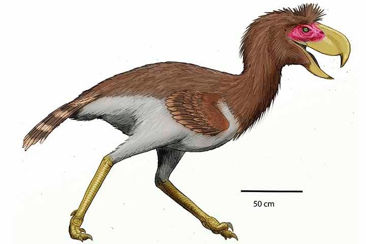 Phorusrhacos foi um gênero de aves predatórias gigantes que viveram na Patagônia, que contém a única espécie de Phorusrhacos longissimus. Reprodução: Flipar