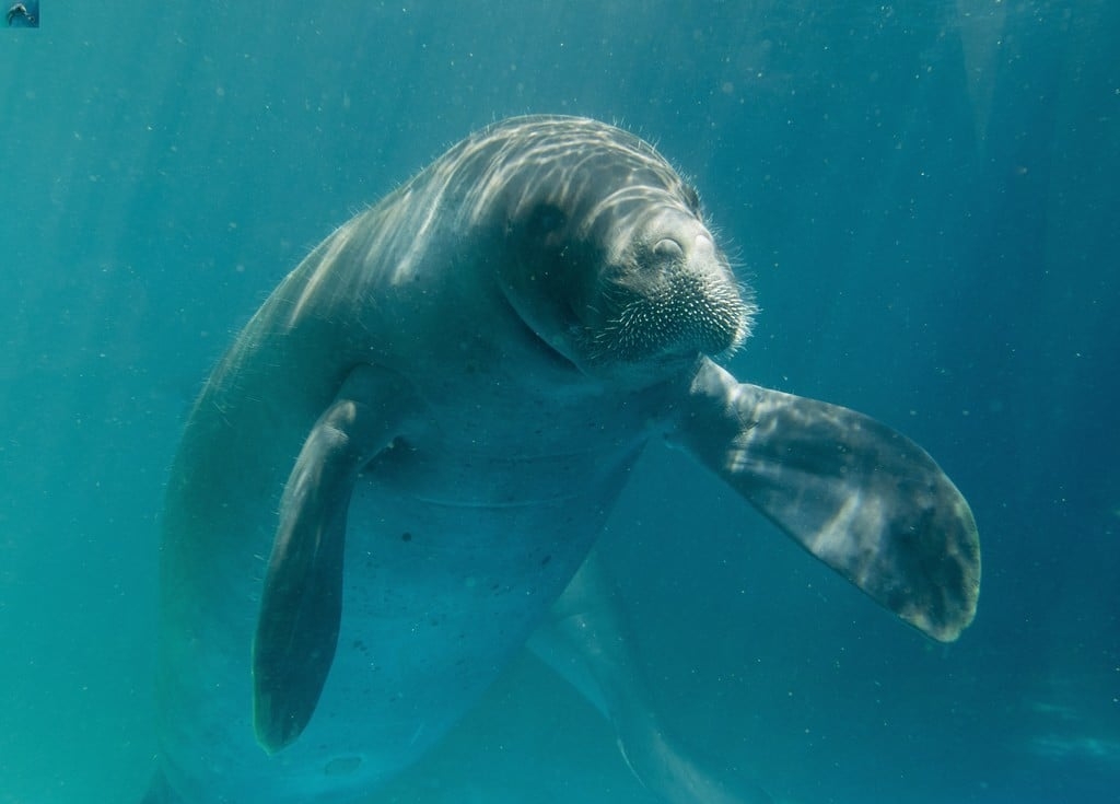 A caça a essa espécie é proibida no Brasil desde 1967 pela Lei de Proteção à Fauna.
 Reprodução: Flipar