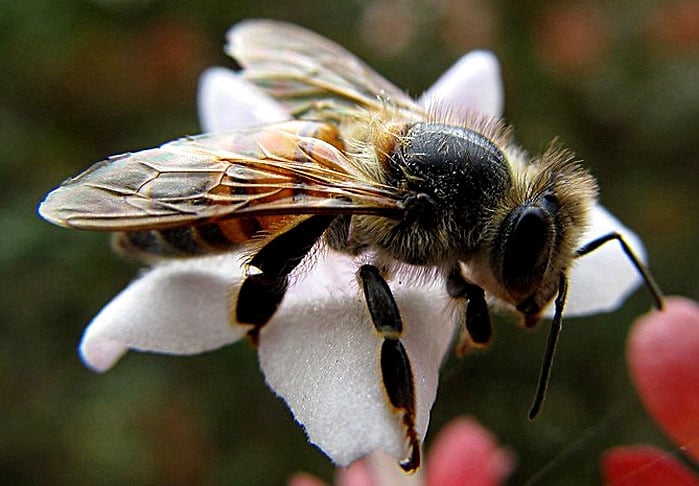 A abelha Apis mellifera que habita o Brasil, conhecida popularmente como africanizada, é resultado do cruzamento das raças europeias e africana. Apesar de serem muito defensivas, as abelhas africanizadas são ativas o ano todo, altamente produtivas e resistentes às doenças. Reprodução: Flipar