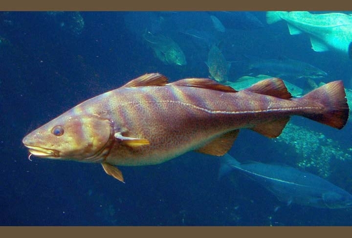 Bacalhau - Valorizado pelo seu sabor e pela qualidade das suas postas, não é um peixe que costuma agradar a todos. Mas, para quem gosta, é uma escolha que faz sucesso.  Reprodução: Flipar