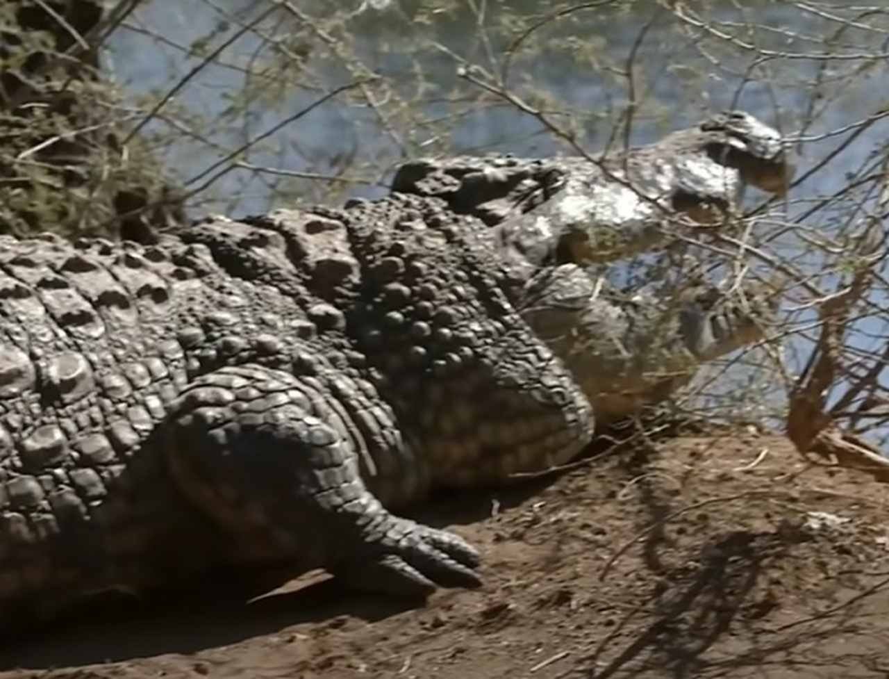 Crocodilo é uma espécie de réptil que vive nas Américas, África, Ásia e Austrália. A maioria nas margens de rios. 