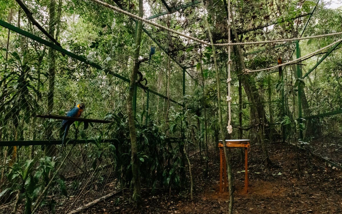 Araras-canindés voltam à Floresta da Tijuca após dois séculos de extinção. Foto: Divulgação/Flavia Zagury
