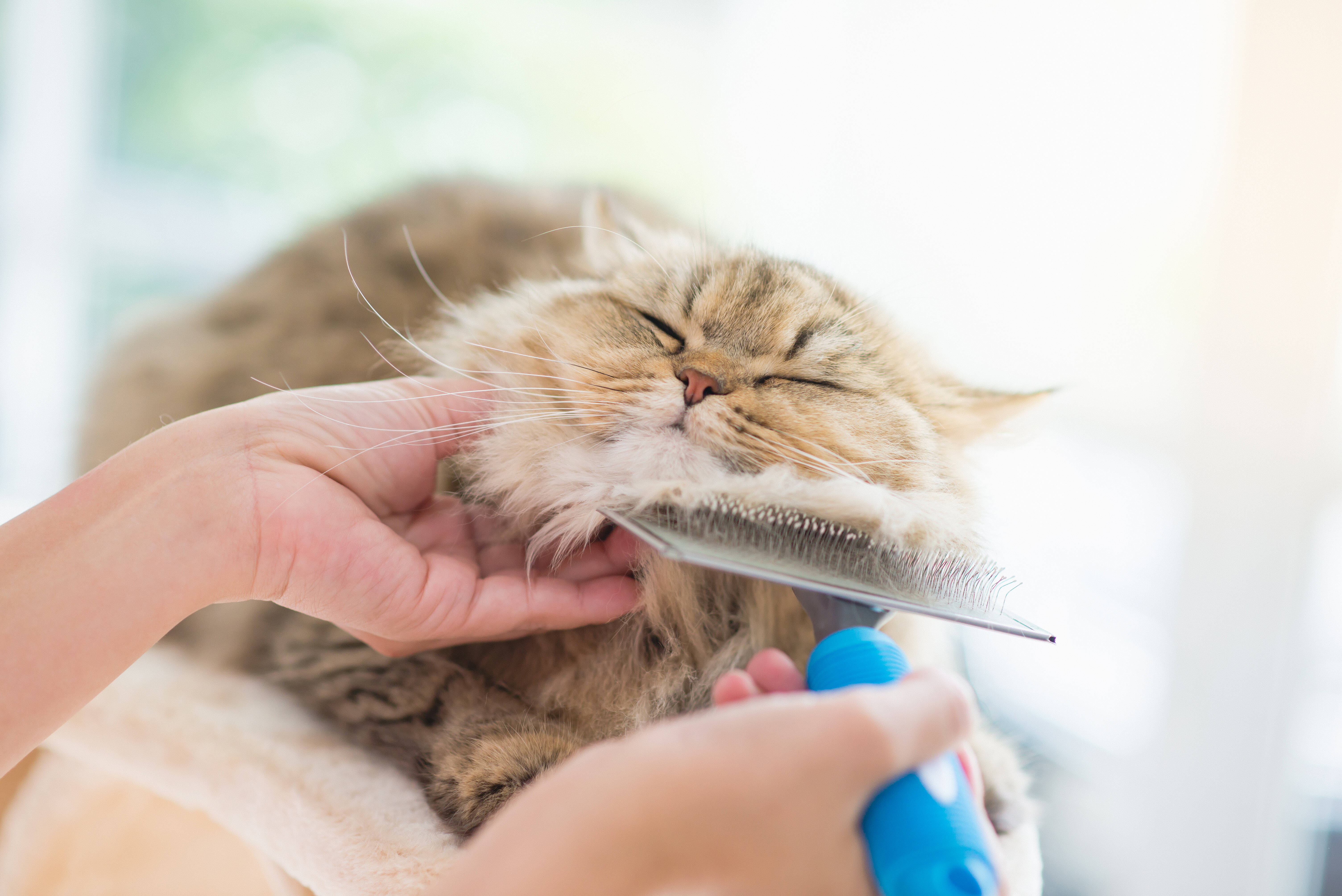 Os gatos Persas devem ser escovados diariamente para evitar o excesso de pelos. Foto: Shuttersock