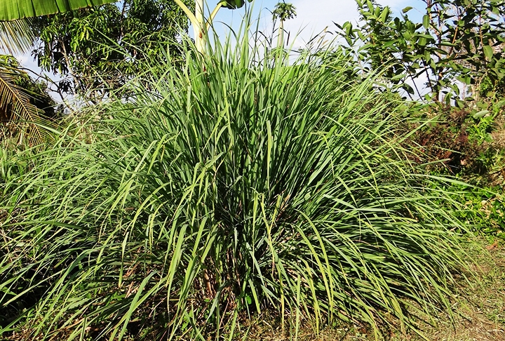 Citronela -  Seu odor cítrico mascara os feromônios das abelhas, tornando a localização do alimento ou colmeia mais difícil. É muito utilizada em velas e sprays repelentes. Essa planta precisa de bastante sol. Bote em local exposto. E regue uma vez por dia, mas sem encharcar.  Reprodução: Flipar