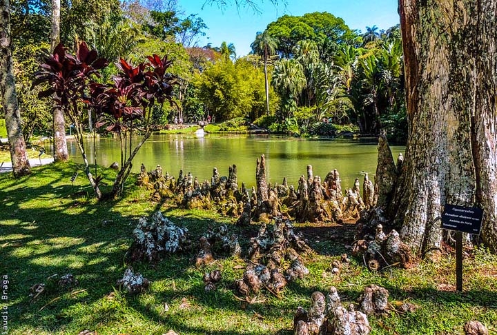 Outro representante brasileiro é o Jardim Botânico do Rio de Janeiro, um dos principais pontos turísticos da Cidade Maravilhosa. O espaço bicentenário é conhecido pela riqueza e relevância do seu acervo de plantas como as grandes vitórias-régias e extensos bambuzais. Reprodução: Flipar