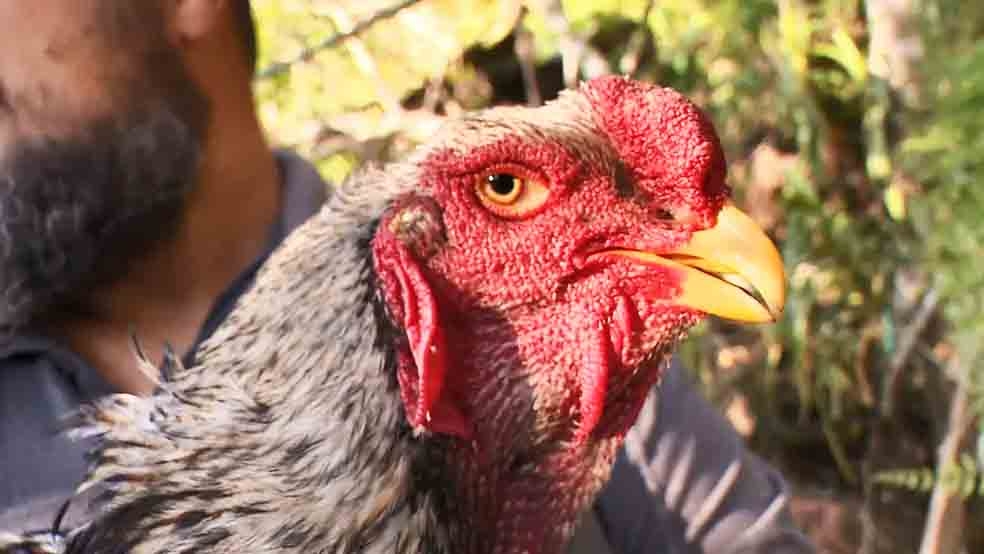 Em reportagem em 2023, o G1 ouviu criadores. Leonardo Pontini, de Vargem Alta, no Sul do Espírito Santo., disse que adquiriu ovos das aves pela internet e eu também comprou aves de outros criadores.  Reprodução: Flipar