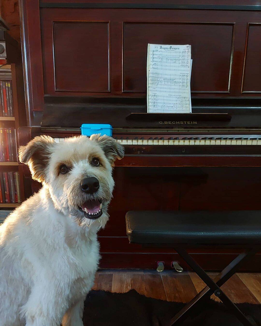 Percebendo a grande inteligência do cãozinho, a tutora passou a ensiná-lo a seguir as melodias das músicas. Foto: Reprodução/Instagram
