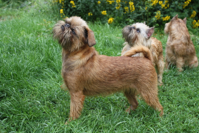 Griffon de Bruxelas. Foto: Boromir kennel/Flickr