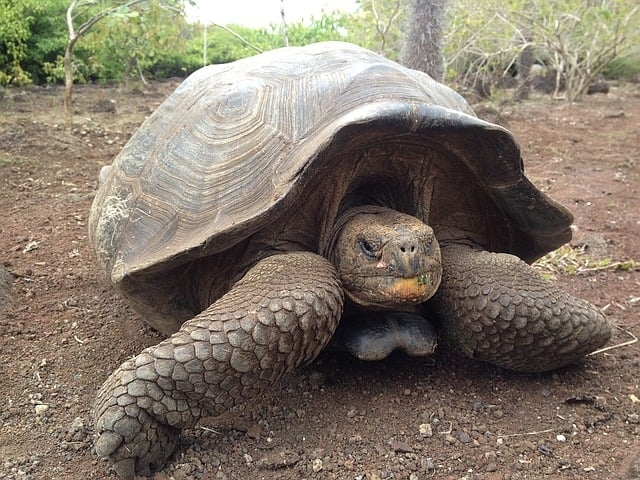 O réptil pertence à espécie tartaruga-gigante-das-seicheles (Aldabrachelys gigantea hololissa), que naturalmente já atinge idades bem avançadas. Reprodução: Flipar