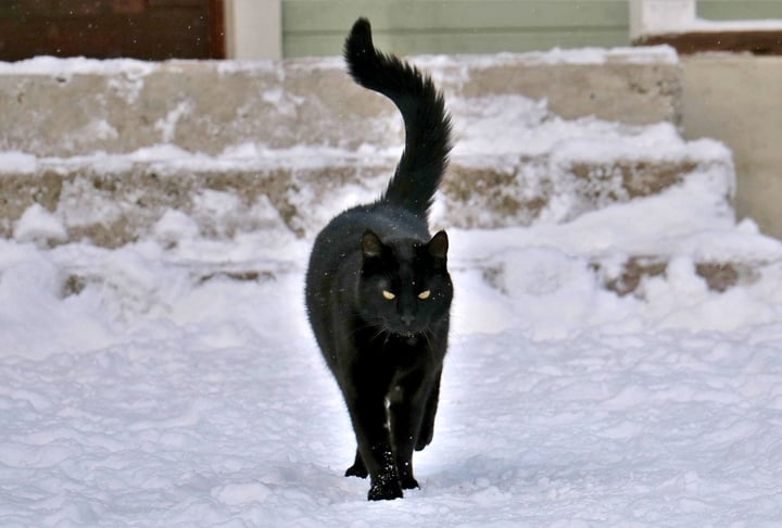 O motivo pelo qual os gatos ronronam permanece incerto. Veterinários sugerem que as cordas vocais vibram na parte mais profunda da garganta, com um músculo na laringe abrindo e fechando a passagem do ar 25 vezes por segundo. Reprodução: Flipar