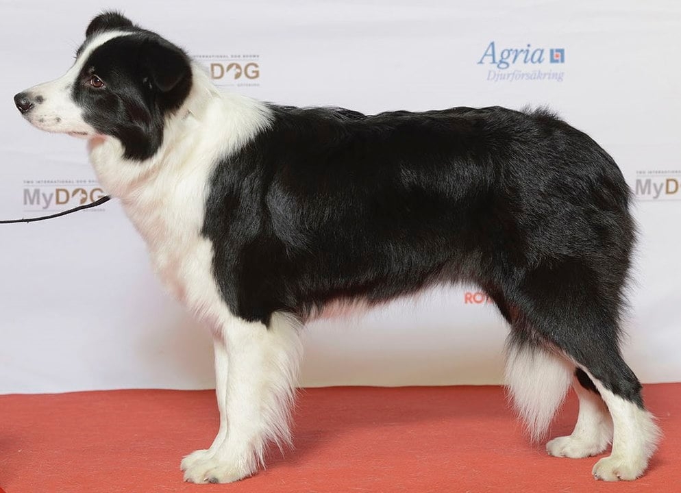 O border collie tem uma expectativa de vida de 13 a 16 anos. Esse cão tem entre 46 e 56 centímetros, em média, de altura. E pesa entre 12 e 20 kg.  Reprodução: Flipar