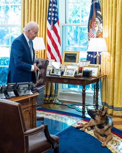 Conheça Commander, novo cachorro pastor alemão de Joe Biden