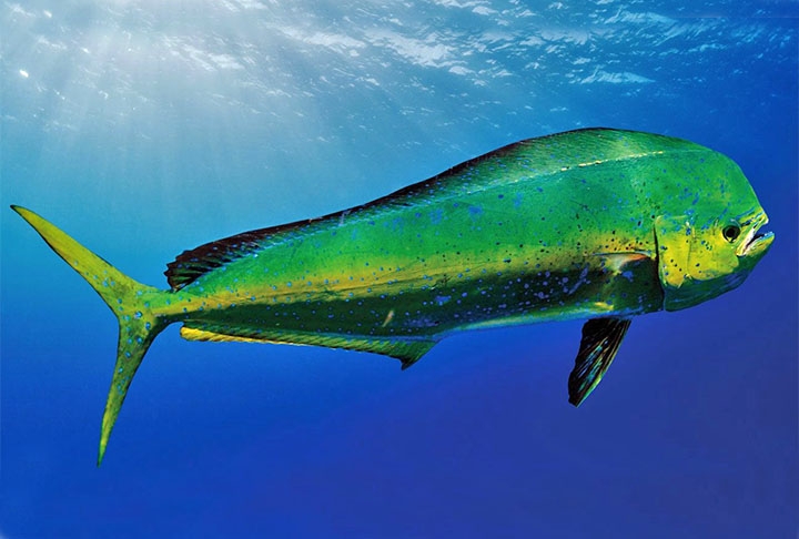 De acordo com as recomendações da Associação Americana do Coração, é aconselhável consumir diferentes tipos de peixes ao menos duas vezes por semana, a fim de aproveitar os efeitos benéficos do ômega 3. Reprodução: Flipar